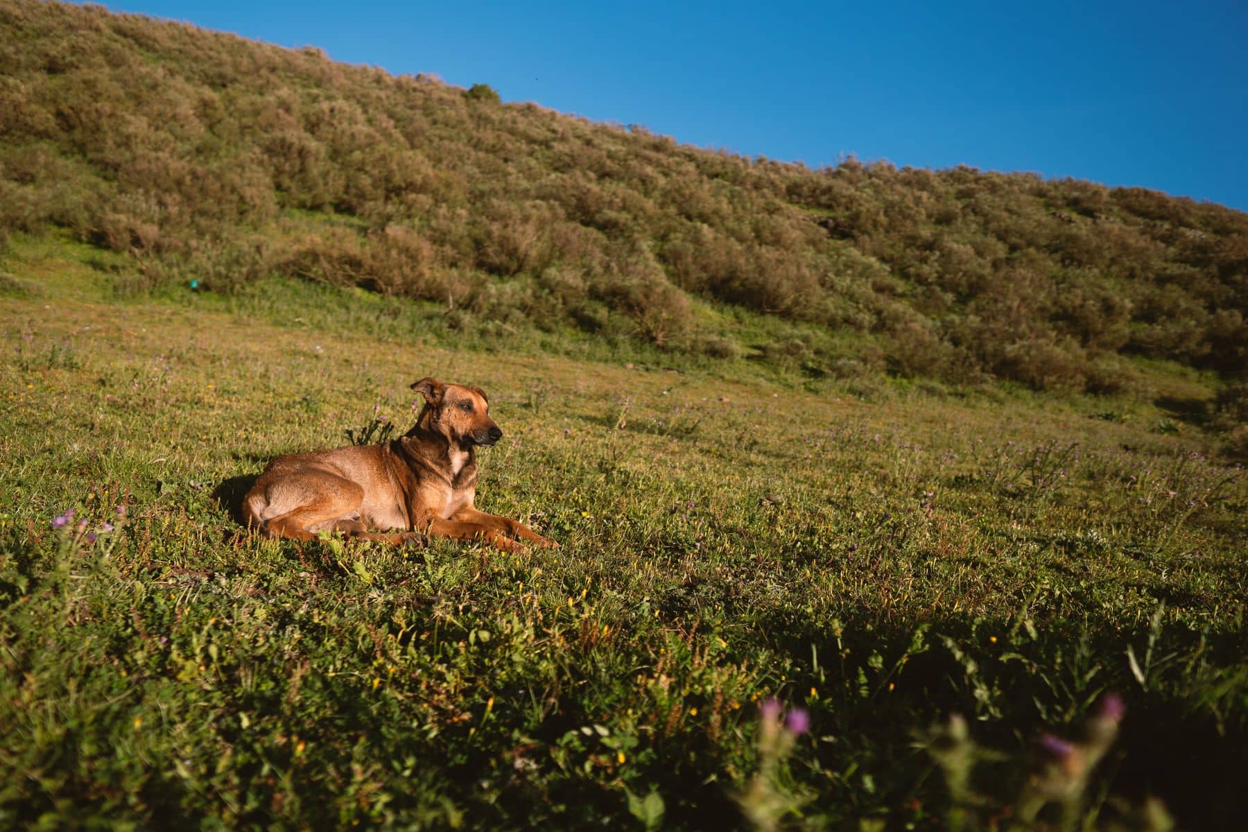 Hund liegt entspannt auf einer sonnigen Wiese unter blauem Himmel