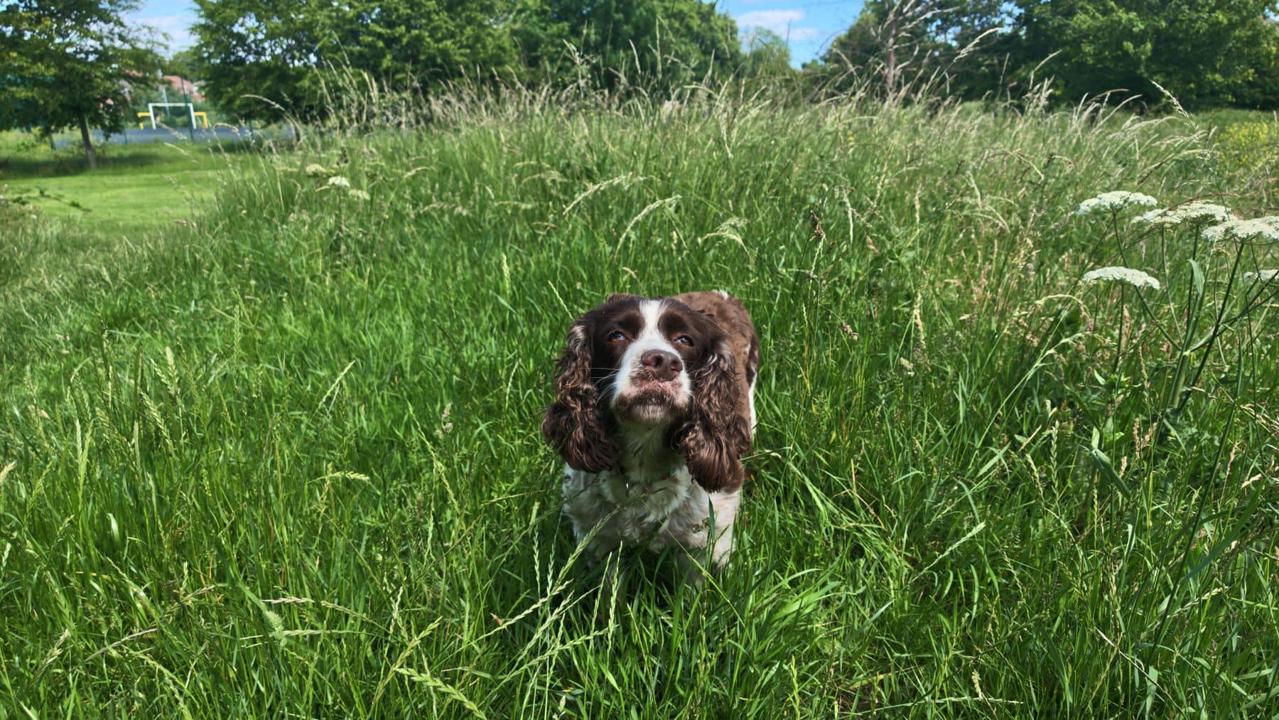 Springer Spaniel steht aufmerksam im hohen grünen Gras