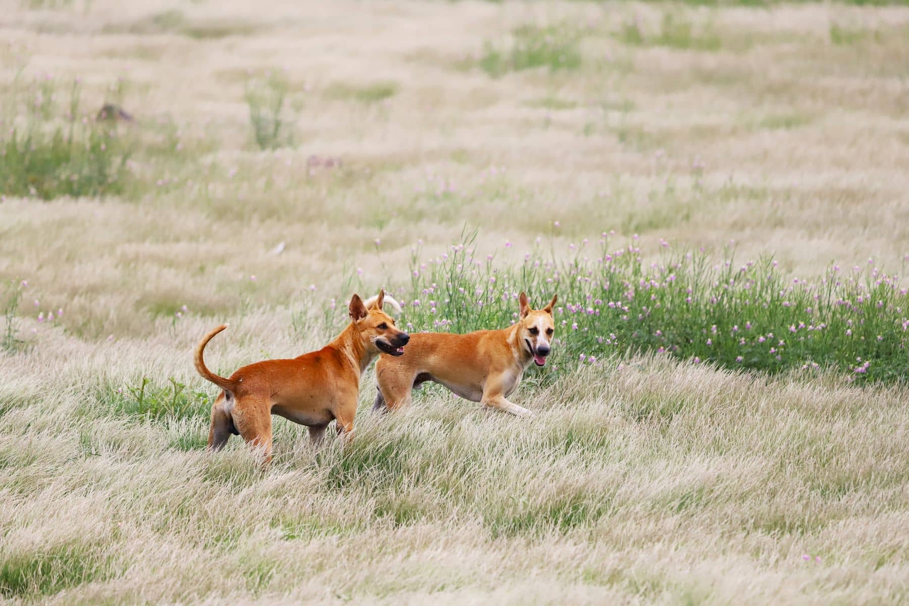 Zwei Hunde spielen gemeinsam auf einer weitläufigen Wiese