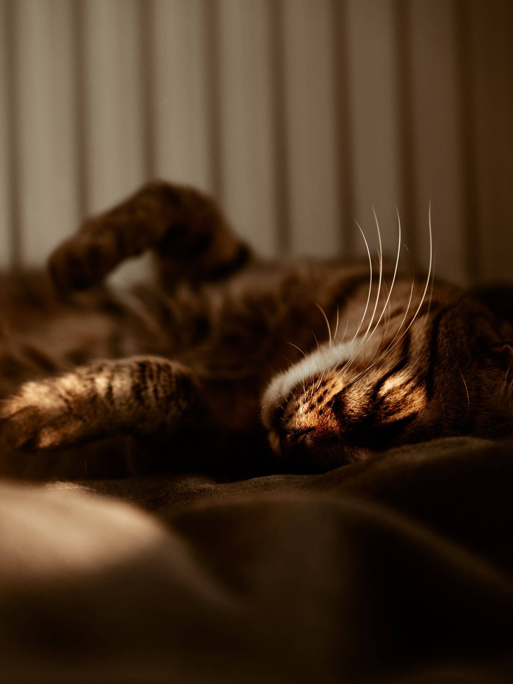 Getigerte Katze schläft zusammengerollt im warmen Abendlicht