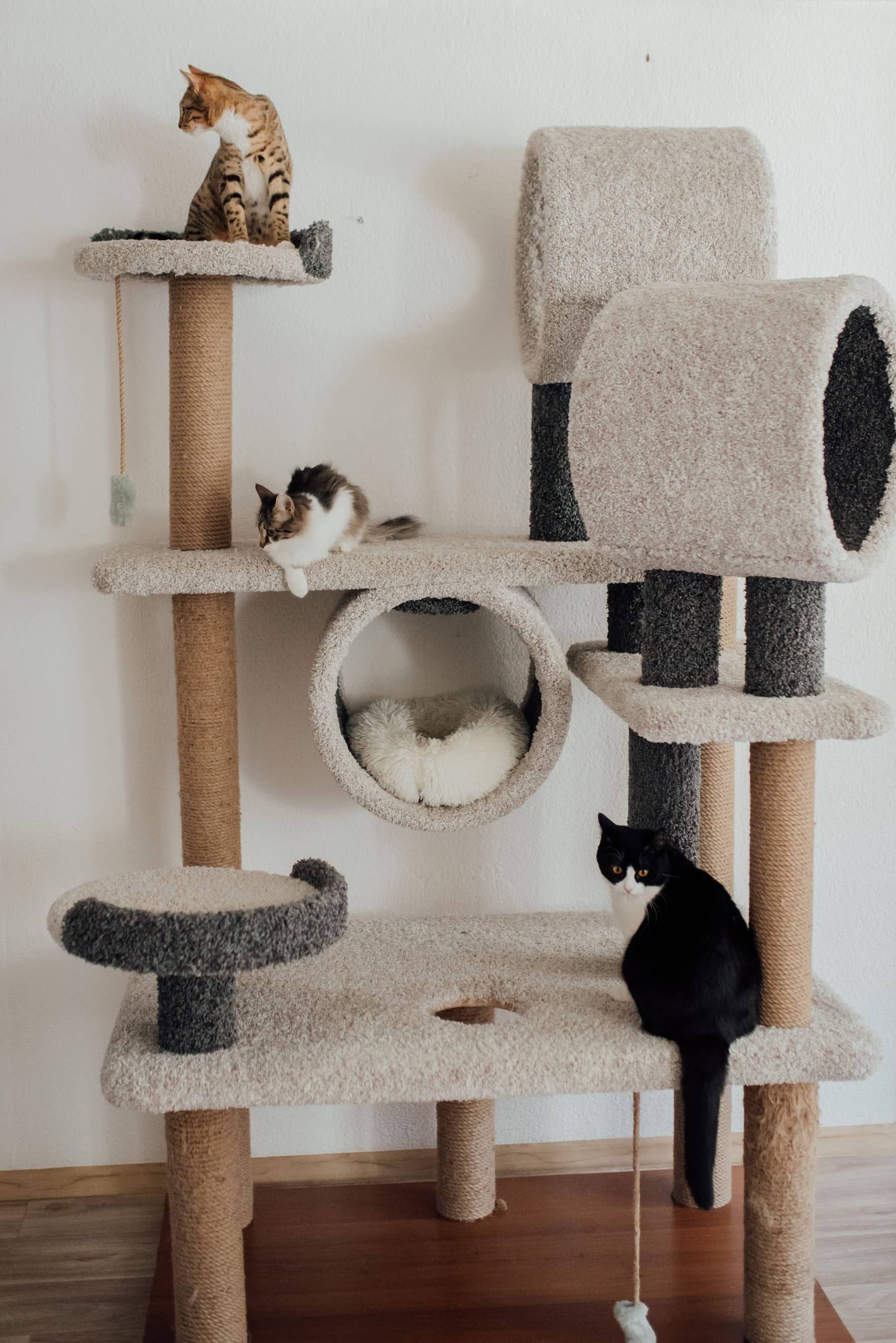 Drei Katzen auf einem mehrstöckigen Kletterbaum mit Höhle und Hochsitzen