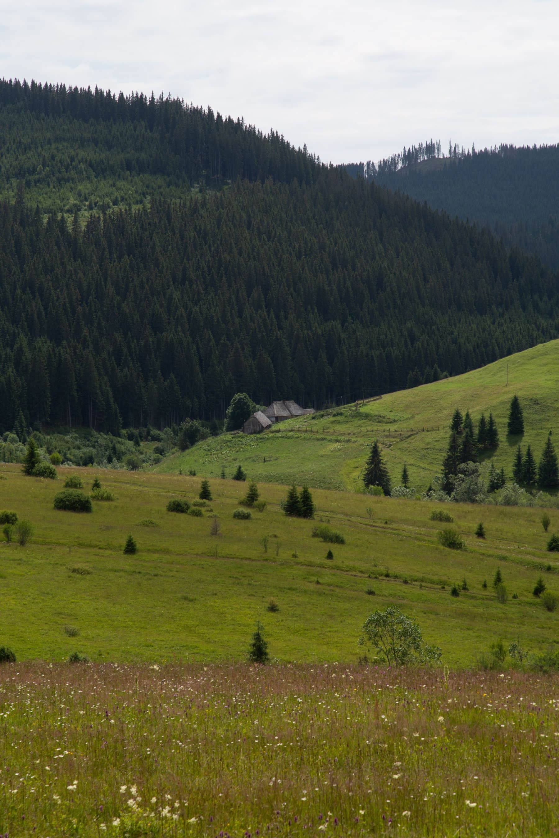Grüne Wiesen und Wälder eines bewaldeten Tals